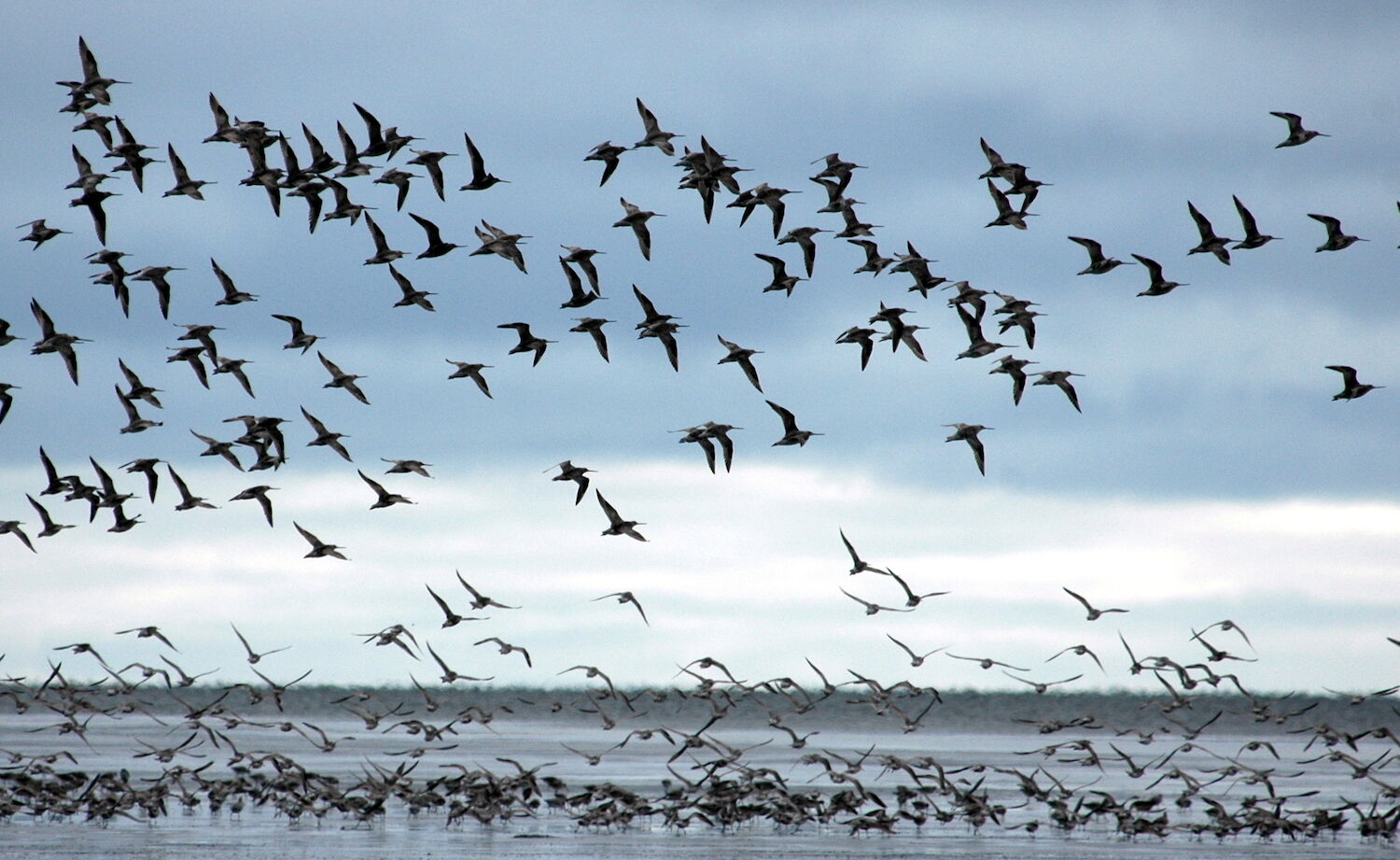 2. bar-tailed godwits by Dan Ruthrauff.JPG